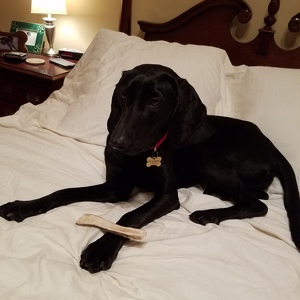 Fundraising Page: Lisa Carter